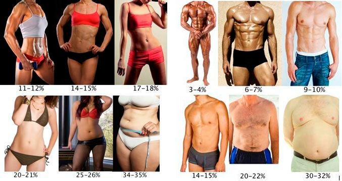 porcentajes grasa corporal